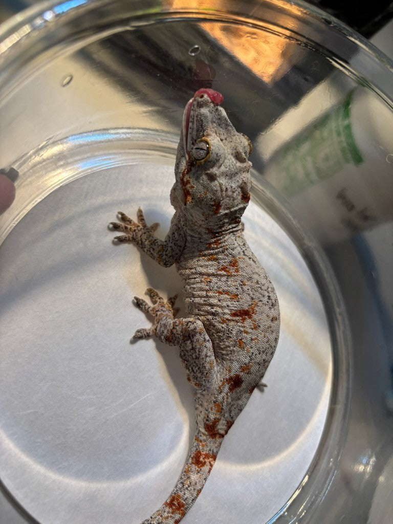 Gargoyle Gecko