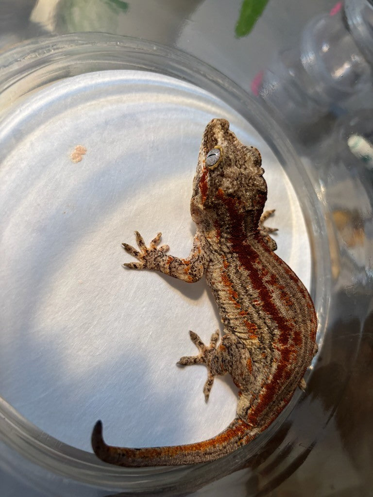 Gargoyle Gecko