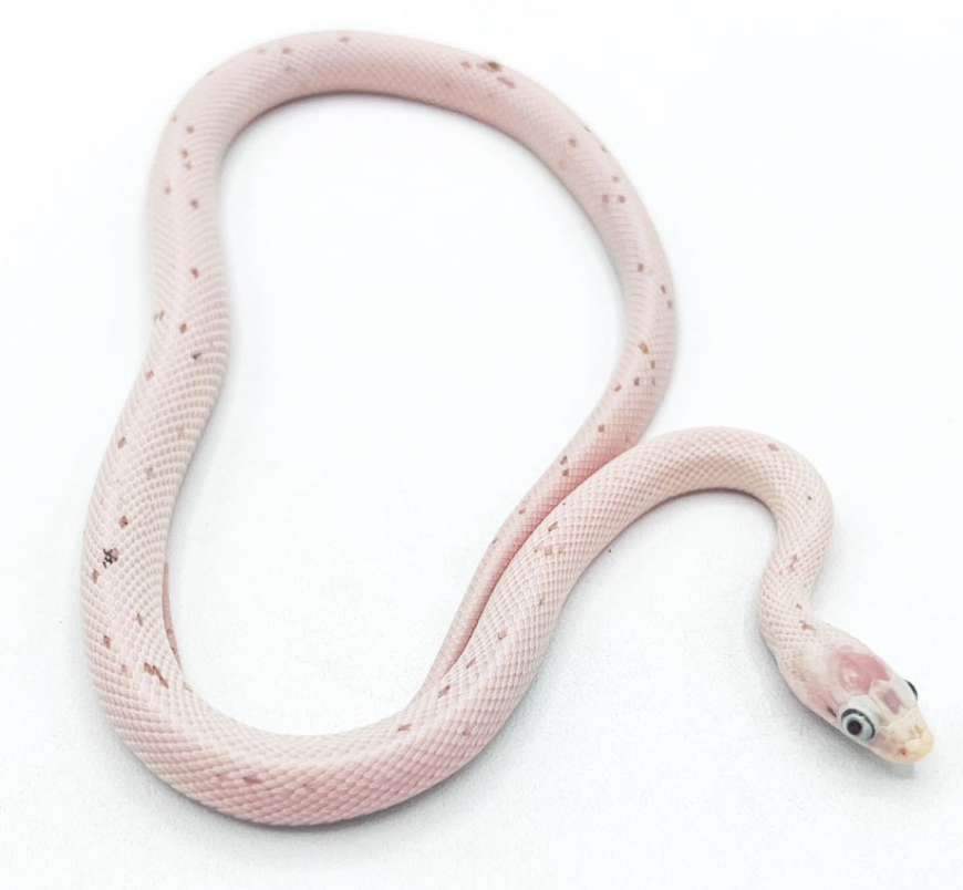 Corn Snake