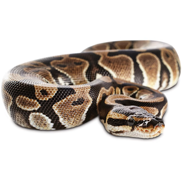 Ball Python