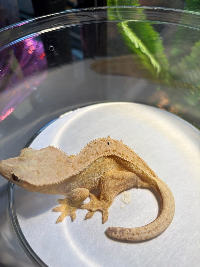 Crested Gecko