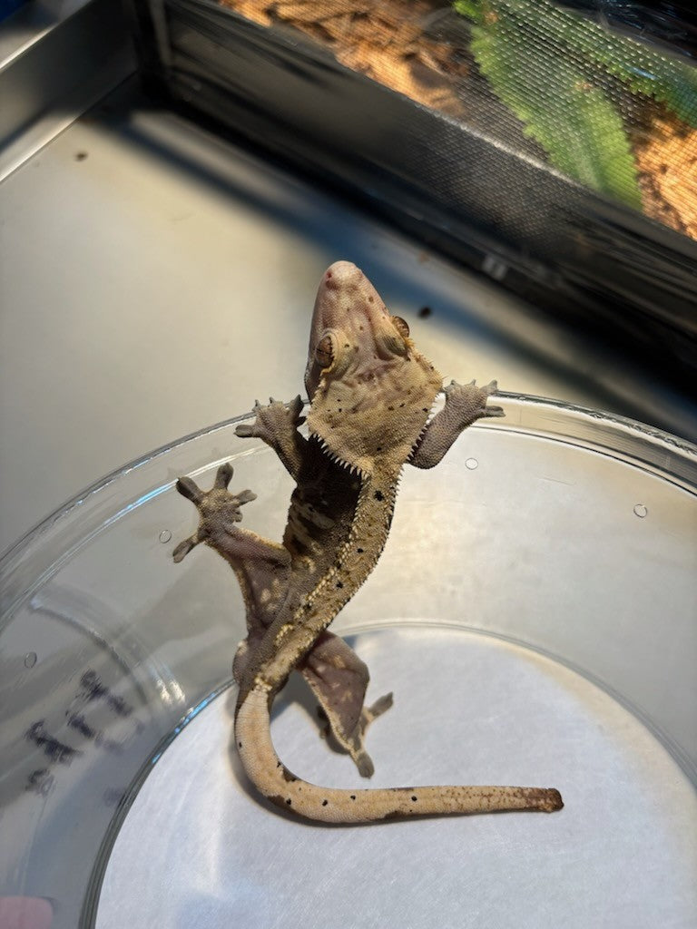 Crested Gecko