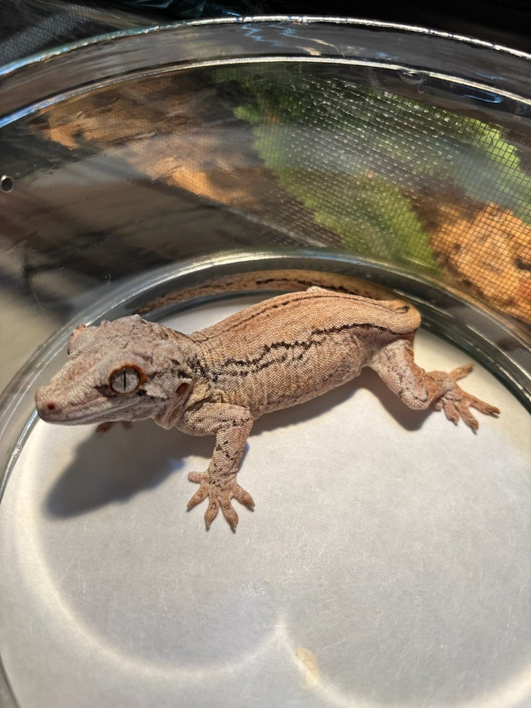 Gargoyle Gecko