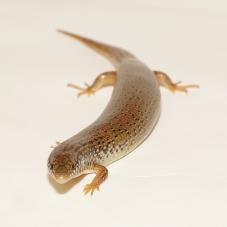Occelated Skink