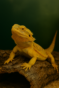 Bearded Dragon