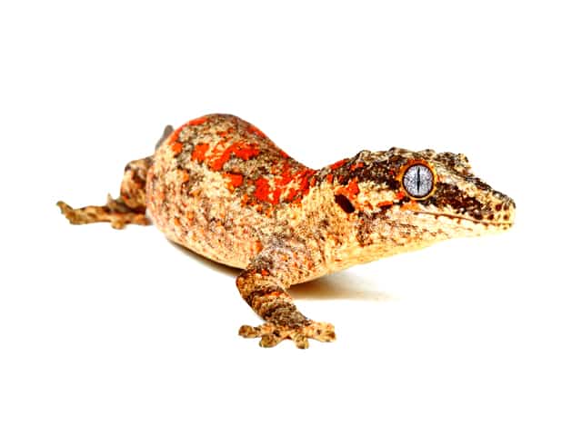 Gargoyle Gecko