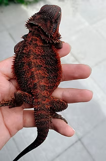 Bearded Dragon