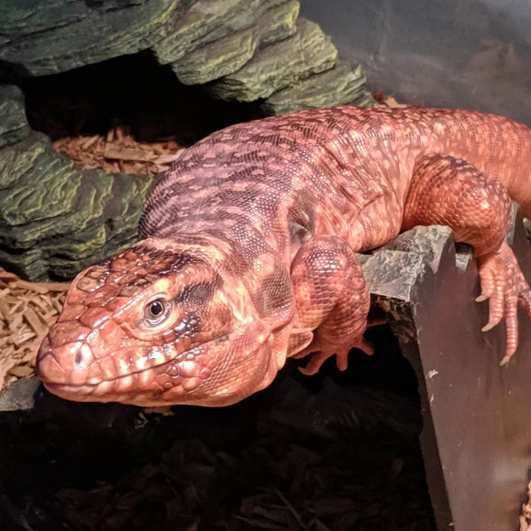 Red Argentine Tegu