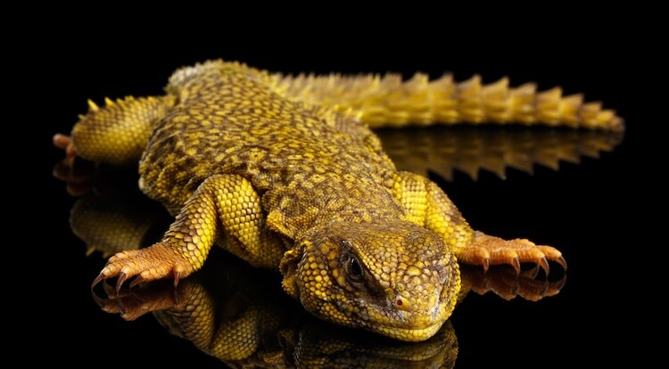 Uromastyx
