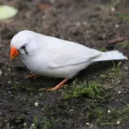 Zebra Finch