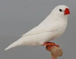 Zebra Finch