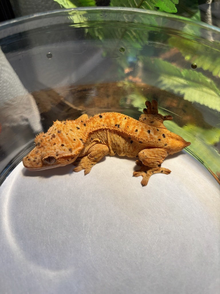 Crested Gecko