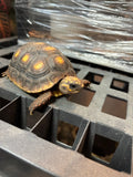 Tortoise