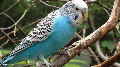 Budgie