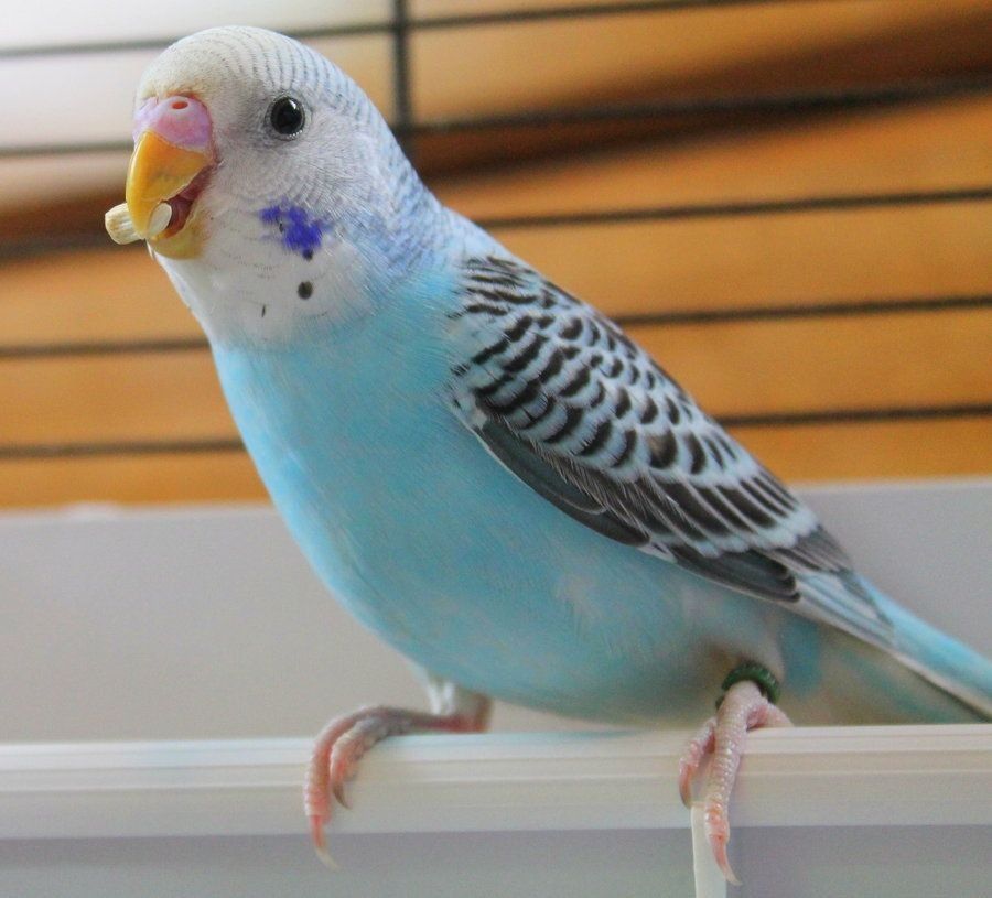 Budgie