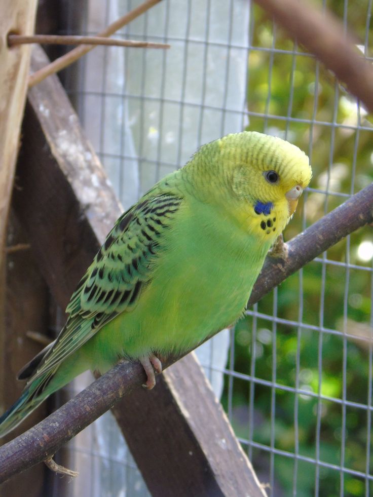 Budgie