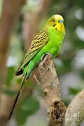 Budgie