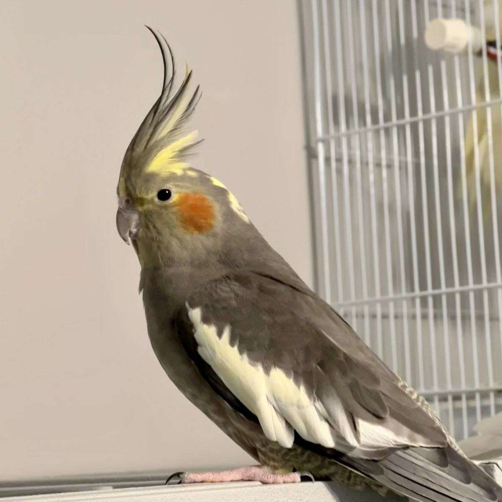 Cockatiel