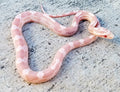Corn Snake