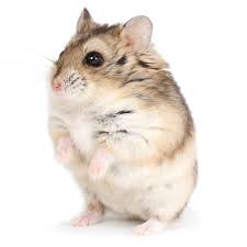 Russian Dwarf Hamster
