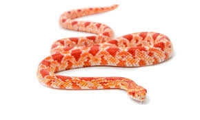 Corn Snake