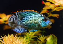 Cichlid