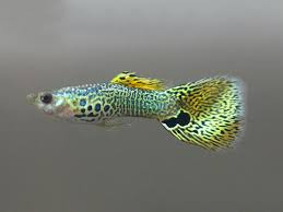 Guppy