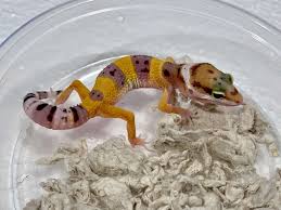 Leopard Gecko