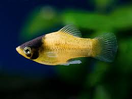 Platy Fish