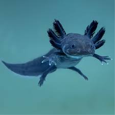 Axolotl