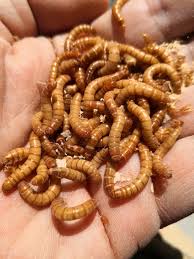 Mealworms