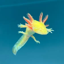 Axolotl