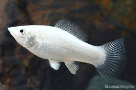 Molly Fish