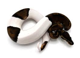 Ball Python