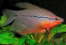 Gourami Fish