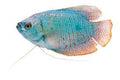 Gourami Fish