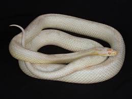 Corn Snake