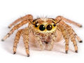Jumping Spider