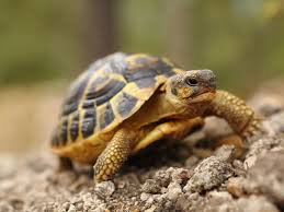 Tortoise