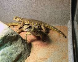 Uromastyx