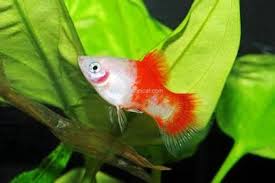 Platy Fish