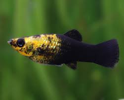 Molly Fish
