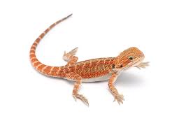 Bearded Dragon