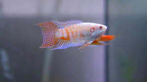 Gourami Fish