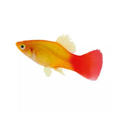 Platy Fish