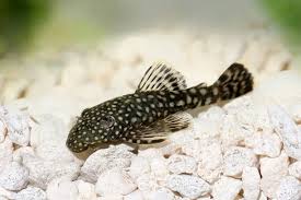 Pleco Fish