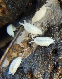 Isopods