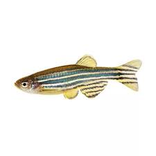 Danio Fish