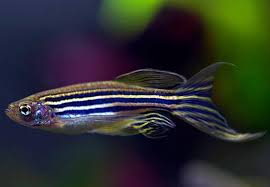 Danio Fish