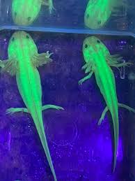 Axolotl
